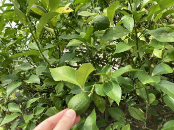 �����񍐎ʐ^